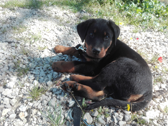  domainedelalicorne.fr photo chien beauceron photo chiot beauceron Elevage de beauceron chiot beauceron pure race élevage du clos de la licorne elevage des gardiens de la licorne elevage beauceron noir et feu authentique gros gabarits élevage de Beauceron familial sérieux et qualité domainedelalicorne.fr suivi des chiots conseil d’éducation chiot propre bas rouge santé caractère spécialiste du beauceron noir et feu ou arlequin chien rustique berger de France  nos chiots sont élevés avec amour et attention notre passion au service de la qualité Beauceron de qualité et sportif domaine de la licorne 04380 BARRAS élevage en liberté éleveur berger de beauce élevage de beauceron de travail 06 11 20 51 93 site domainedelalicorne.fr mail domainedelalicorne@gmail.com
